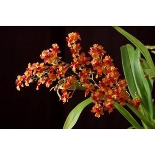 กล้วยไม้ออนซิเดียม ทวิงเกิล Oncidium twinkle Cinnamon 1 ต้น