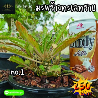 🌿ต้นไม้ ต้นมะพร้าวทะเลทราย ต้นสวยๆ น่ารักๆ 🌱🌎ราคาถูก🌎