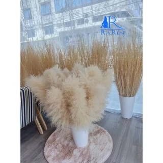 🔖Sale🔖ดอกเลา🌾สีขาวทอง ต้นฤดู ขนาด 30-100 cm.แต่งร้าน งานแต่งาน DIY เป็นดอกไม้ธรรมชาติ พร๊อพถ่ายรูป
