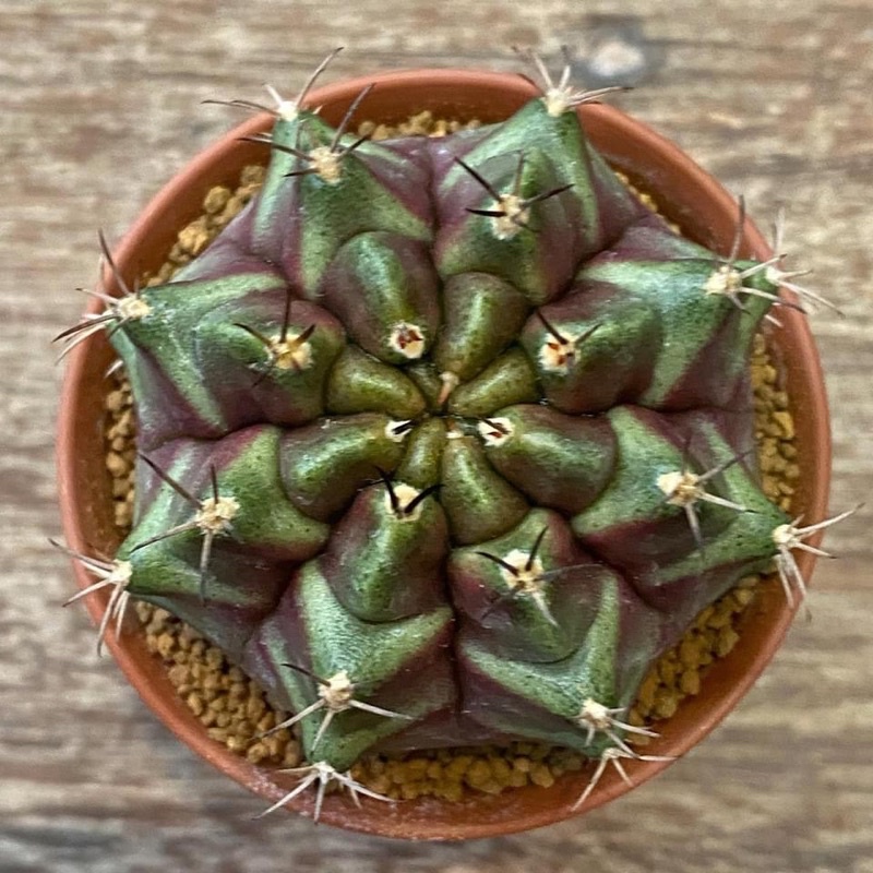 Gymnocalycium “Purple Nebula”💜💜💜