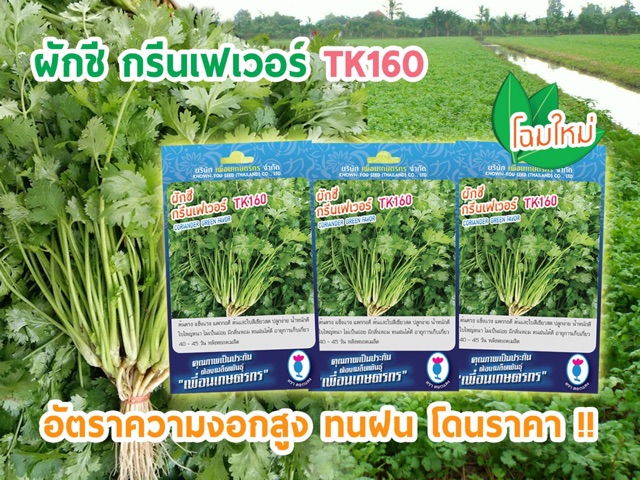 เมล็ดผักชี 800 เมล็ด ปลูกง่าย ปลูกได้ตลอดปี ลำต้นแข็งแรง แตกกอดี น้ำหนักดี ใบใหญ่ สีเขียวสด กลิ่นหอม
