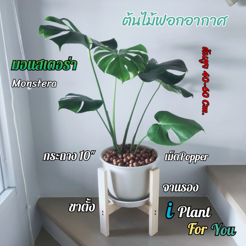 ต้นมอนสเตอร่า "Monstera"ต้นสูง60-70+ซม.พร้อมกระถาง10"+จานรอง+เม็ดPopper+ขาตั้ง