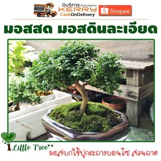 มอสสด มอสดินละเอียด มอสตกแต่งบอนไซ มอสตกแต่งสวนถาด กล่องละ 50฿