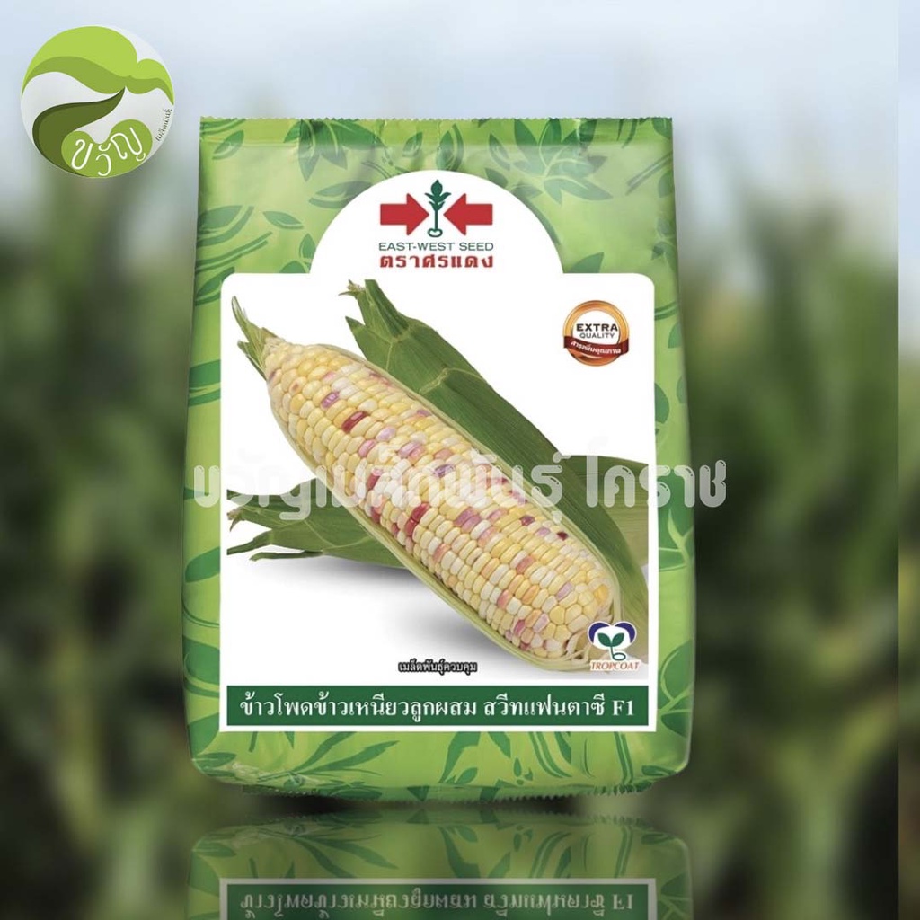 ข้าวโพดข้าวเหนียว ลูกผสม สวีทแฟนตาซี ลอตใหม่ล่าสุด