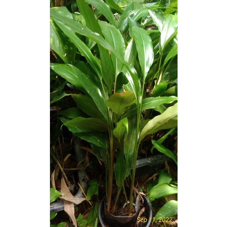 ด่วน ซื้อ1 แถม 1 ว่านสาวหลง ว่านดอกทอง ว่านดินสอฤาษี ว่านดอกทองเขมร ส่งแบบล้างราก