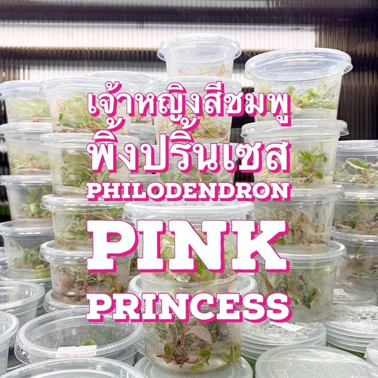 🔥ไม้เนื้อเยื่อ:ฟิโลเดนดรอน เจ้าหญิงสีชมพู พิ้งปริ้นเซส  Philodendron Pink princess ไม้ด่างที่ต้องมีติดบ้าน