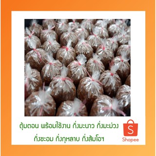 ตุ้มตอนกิ่ง 10 ชิ้น ตอนต้นไม้ 3x5" ขุยมะพร้าวละเอียดสะอาดหมักน้ำสะอาด ตุ้มตอนกิ่ง พร้อมใช้งาน