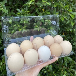 ไข่ข้าว ไข่ข้าวนึ่งสุกพร้อมทาน ไซส์จัมโบ้คุณภาพดี 1 ถาด