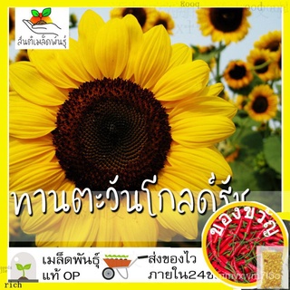 เมล็ดพันธุ์ ทานตะวันโกลด์รัช 10 เมล็ด Gold rush sunflower Seed เมล็ดพันธุ์แท้ นำเข้าจากต่างประเทศ ปลูกผัก สวนครัว ถูกดีC