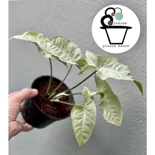 ออมเงิน Syngonium​ moonlight