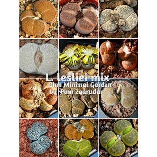 เมล็ด​ Lithops​ lesliei​ Mix​ เมล็ดแท้นำเข้า​ 10เมล็ด​ by แม่ปุ้ม