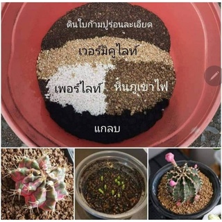 ดินปรุงสำเร็จสำหรับcactusไม้อวบน้ำไลทอบไม้โขด. 1 kg.