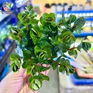 เกล็ดหอยแดงดิบ/โรทาลาโรทันดิโฟเลียแดง(พร้อมกระถาง)Rotala rotundifolia ‘rad’ ต้นไม้น้ำ