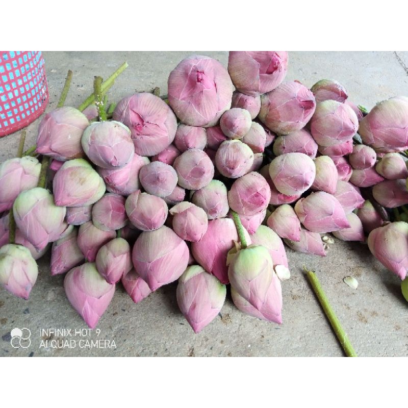 ต้นพันธุ์บัวฉัตร 7 ไหล  มีขาว ชมพู