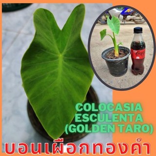 1 ต้นบอนเผือกทองคำ Colocasia Golden taro ต้นบอนโกลเด้นทาโร่ น่าสะสม  จัดส่งพร้อมกระถาง