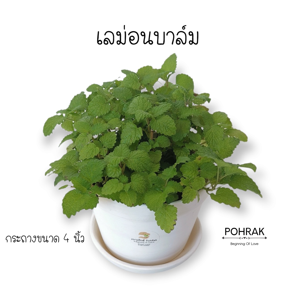 เลม่อนบาล์ม Lemon balm #สมุนไพรฝรั่ง ต้นแข็งแรง พุ่มแน่น กลิ่นหอม #H15