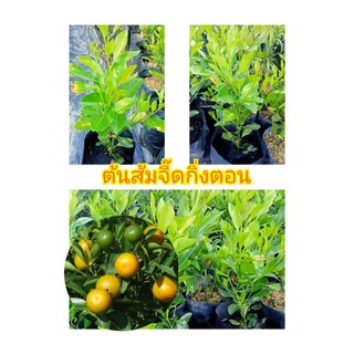 🍊ต้นส้มจี๊ด🍊 กิ่งตอน