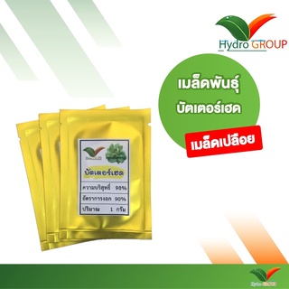 เมล็ดพันธุ์ผักบัตเตอร์เฮด ชนิดเปลือย By Hydroponicgroup