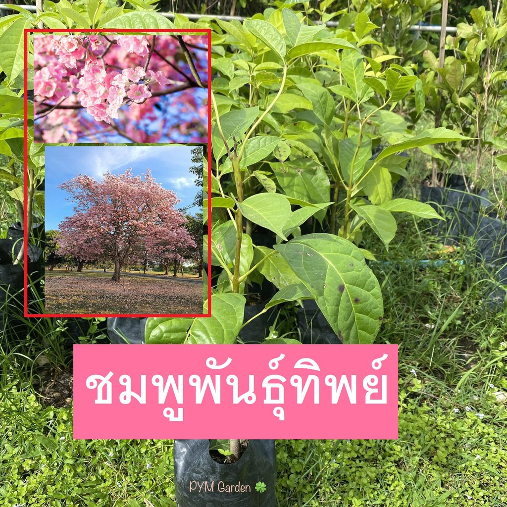 ต้นชมพูพันธุ์ทิพย์ (Pink trumpet tree) ชมพูพันธุ์ทิพย์ ออกดอกสีชมพู ไม้ยืนต้นดอกบานปีละครั้ง ราคาถูก