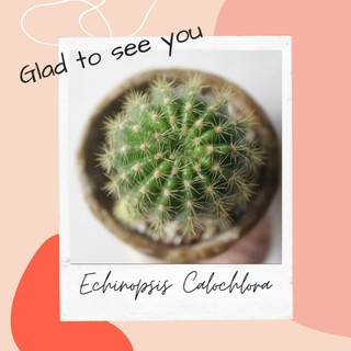 ซื้อ 1 แถม 1 Echinopsis Calochlora อิชินอปซิส ดาวล้อมเดือน