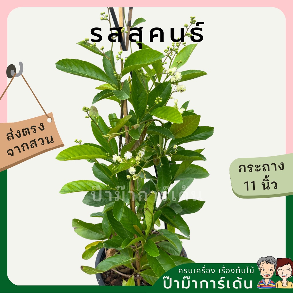 มุมมอง 3