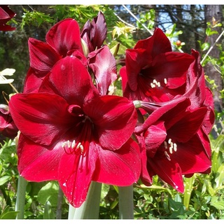 ว่านสี่ทิศฮอลแลนด์ Amaryllis Royal Velvet สินค้านำเข้า แช่เย็นแล้ว หัวขนาดใหญ่ สินค้าจำนวนจำกัด