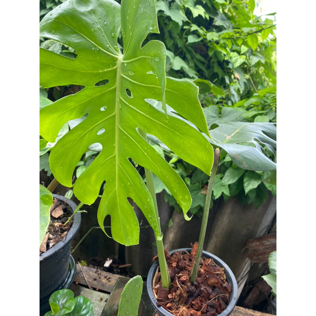 Monstera (ต้นมอนสเตอร่า) ไม้ฟอกอากาศราคาถูก