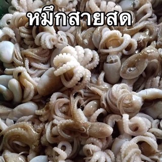 ปลาหมึกสายสด ปลาหมึกสด