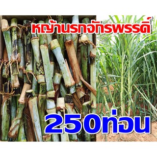 หญ้านรกจักรพรรดิ์ 250 ท่อน