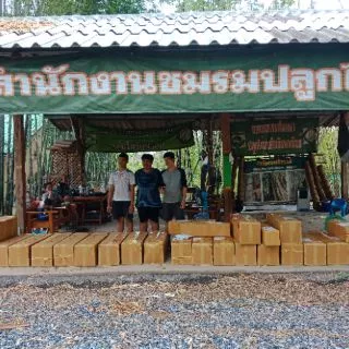 ไผ่ซางหม่นแท้100%#ถูกที่สุดในโลก(ขั้นต่ำ4ต้น)