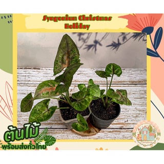 ออมคริสต์มาส ออมทรัพย์ ออมนาค🌱 (Syngonium Christmas Holiday)