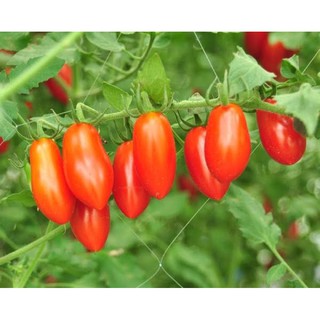 เมล็ดพันธุ์ มะเขือเทศราชินี สีแดง (Red Roma Tomato) บรรจุ 30 เมล็ด รสชาดเปรี้ยวอมหวาน