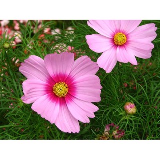 เมล็ดพันธุ์ ดาวกระจาย สีชมพู ดอกคอสมอส (Pink Gloria Cosmos Flower Seed) บรรจุ 50 เมล็ด