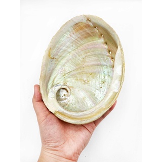 เปลือกหอย เปลือกหอยเป๋าฮื้อ (Abalone Shell) Sizeใหญ่ - สำหรับใช้จุดวางไวท์เสจ ไม้พาโลซานโต หินคริสตัล เครื่องประดับ