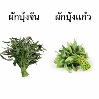 เมล็ดพันธุ์ ผักบุ้งแก้ว 3,000-3,500 เมล็ด ผักบุ้งแก้ว (Thai Water Spinach Seeds) เมล็ดผักบุ้งจีน ผักบุ้งน้ำ ผักบุ้งเย็นต