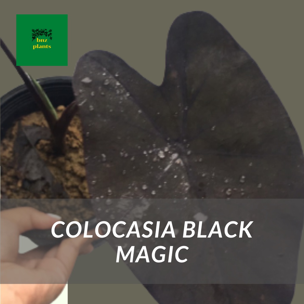 บอนดำ แบล็กเมจิก /colocasia black magic
