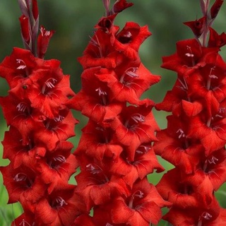 8หัว/ชุด สีแดง แกรนดิโอลัส (Gladiolus) หรือดอกซ่อนกลิ่นฝรั่ง เป็นดอกไม้แห่งคำมั่นสัญญา ความรักความผูกพัน ดอกแห่งรักแท้