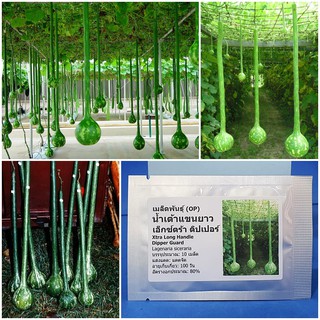 เมล็ดพันธุ์ น้ำเต้าแขนยาว เอ็กซ์ตร้า ดิปเปอร์ Xtra Long Handle Dipper Gourd Seed บรรจุ 5 เมล็ด คุณภาพดี ของแท้ 100%