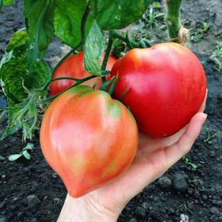 เมล็ดพันธุ์ มะเขือเทศ หัวใจใหญ่ ( Pink Oxheart Tomato Seed ) จำนวน 40 เมล็ด มะเขือเทศ