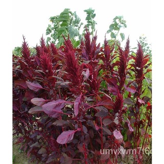 Green Hands Assorted Seeds - Big Amaranth (สีแดง) เมล็ด/เด็ก/สร้อยข้อมือ/พาสต้า/แม่และเด็ก/หมวก/เสื้อ/ผู้ชาย/แอปเปิ้ล/กา