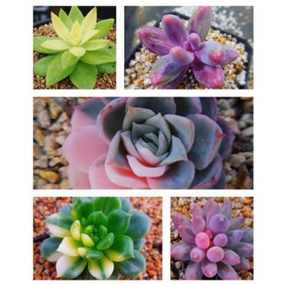 💜💚ไม้อวบน้ำ succulents 💚💜50เมล็ด ทุกสายพันธุ์ 89.-