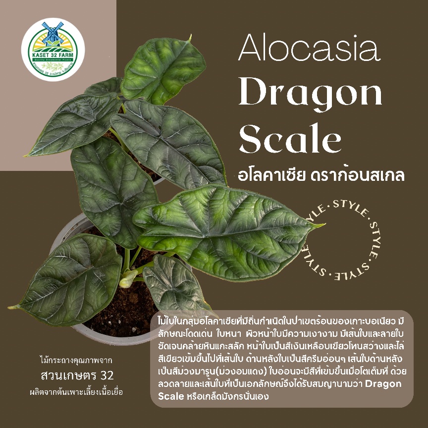Alocasia Baginda Dragon Scale : อโลคาเซีย เกล็ดมังกร : แก้วเกล็ดมังกร