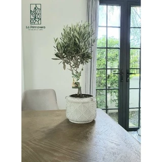 Olea Europaea 'Leccino' 🌿 ขนาด 50-60 cm จากร้าน ลา พรีมา เวร่า ***มีสินค้าในสต๊อก สั่งได้เลย***