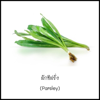 เมล็ดผักชีฝรั่ง (Parsley) 200 เมล็ด [10 แถม 1 คละได้]