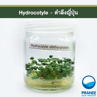 Hydrocotyle ตำลึงน้ำญี่ปุ่น (เนื้อเยื่อ) ต้นไม้น้ำ ต้นไม้น้ำตกแต่งตู้ปลา ***กรุณาอ่านรายละเอียดก่อนสั่งซื้อ***