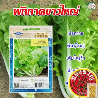 เมล็ดอวบอ้วน100%เมล็ดผักกาดขาวใหญ่ CHINESE CABBAGE เมล็ดพันธุ์ผักกาดขาว เมล็ดผักกาดขาว ตราเจียไต๋เมล็ดพันธุ์RussianFlowe