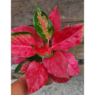 seeds Aglaonema 50 เมล็ด (ไม่ใช่พืชที่มีชีวิต)