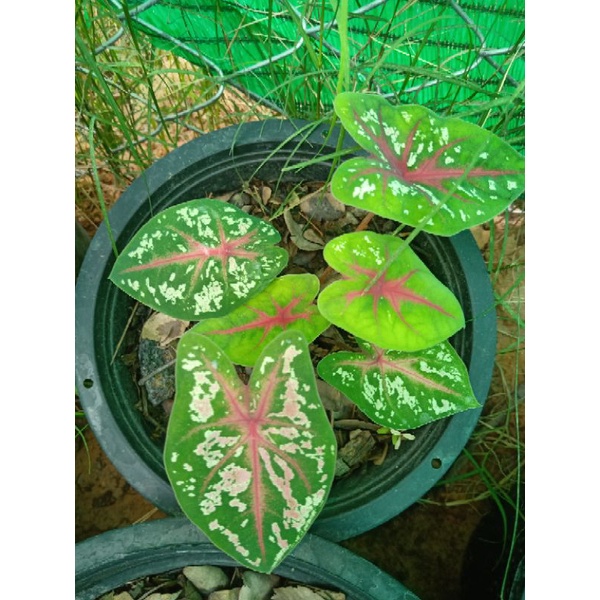 My Image 11