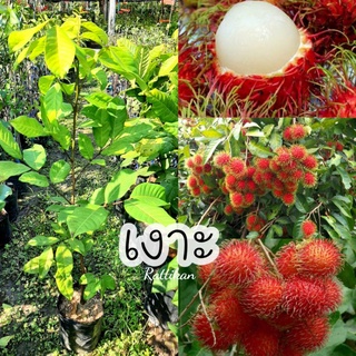 ต้นเงาะ🍒ขนาด40-60cm ต้นแข็งแรงสวยพร้อมส่ง☘(รับประกันสินค้าชำรุดเครมฟรี)