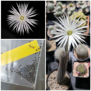 เมล็ดดินสอดำ 100s (Setiechinopsis mirabilis seeds)